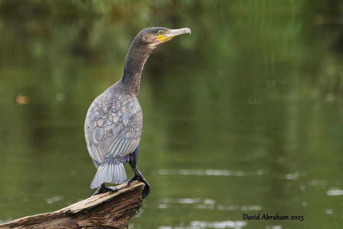 Cormorant 