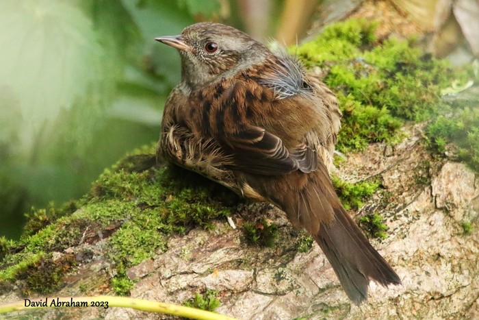 Dunnock 