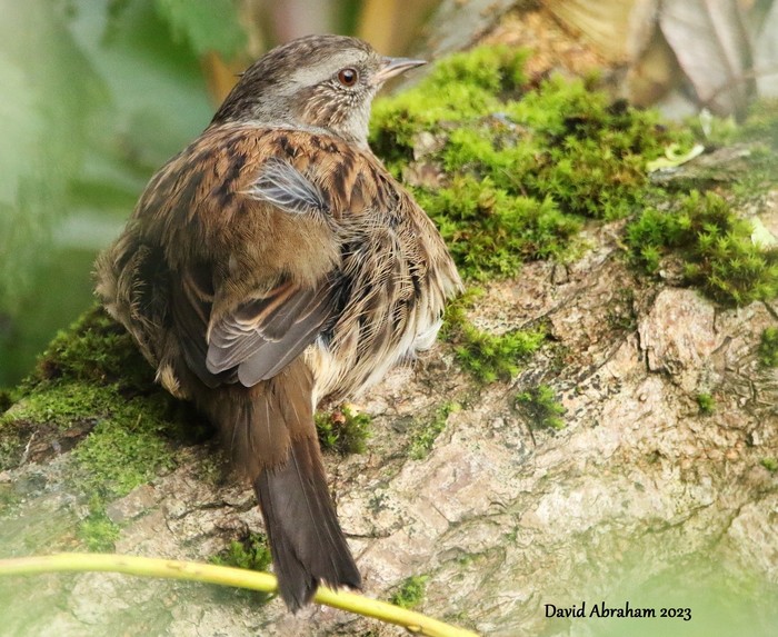 Dunnock 