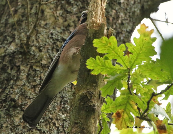 Jay 