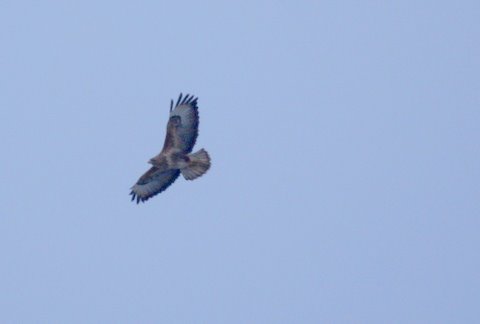 Common Buzzard