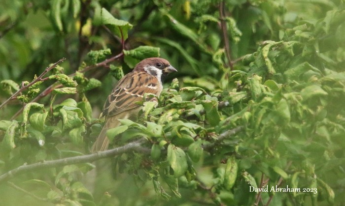 Tree Sparrow