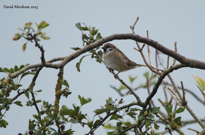 Tree Sparrow 