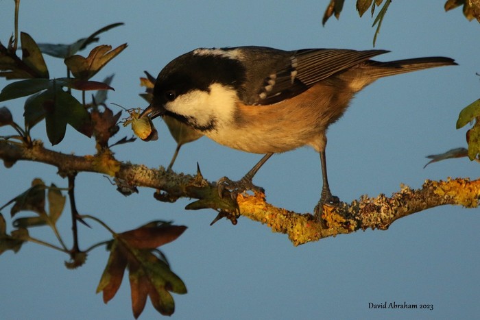 Coal Tit 