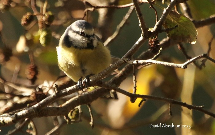 Blue Tit 