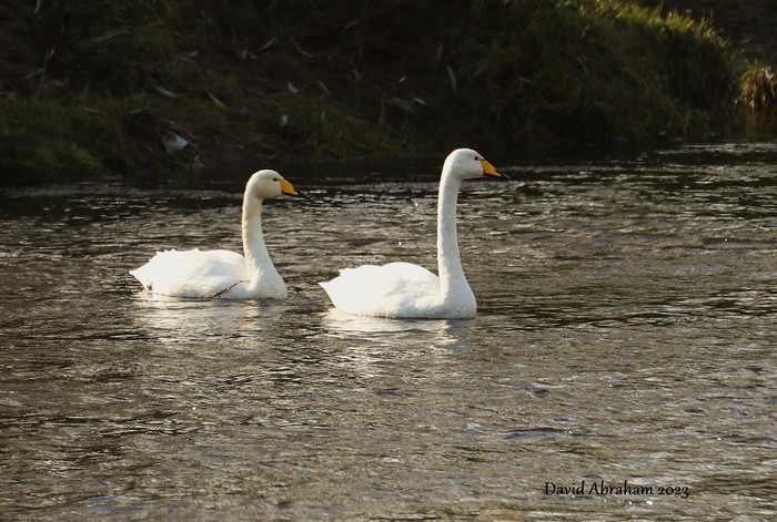 Whooper Swan