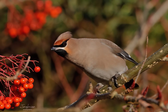 Waxwing