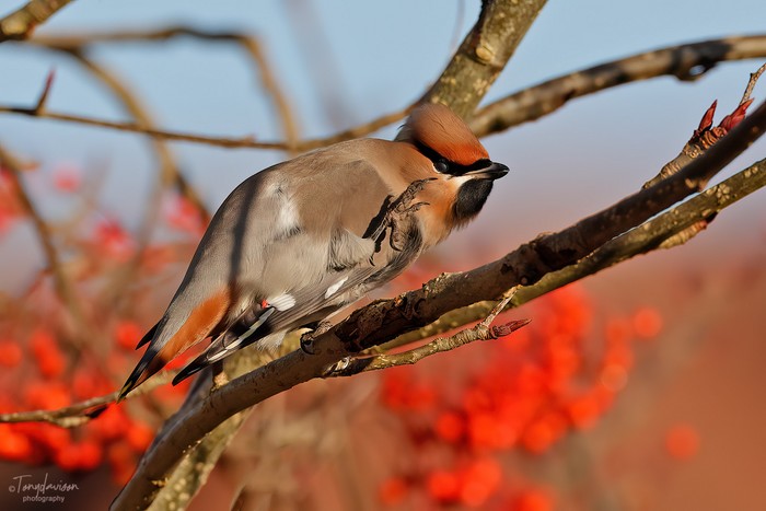 Waxwing
