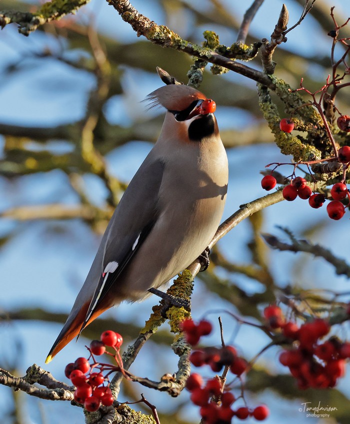 Waxwing