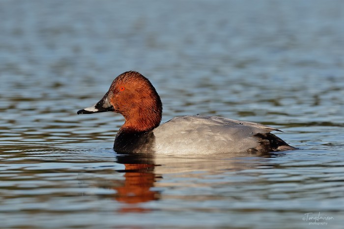 Pochard