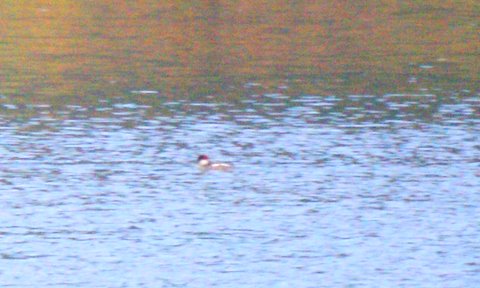 Smew