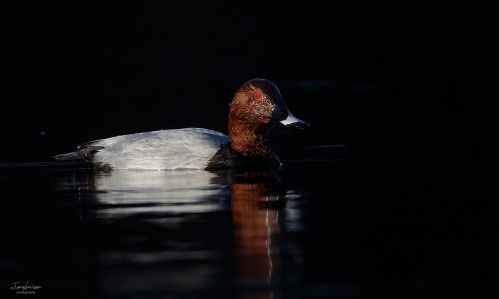 Pochard