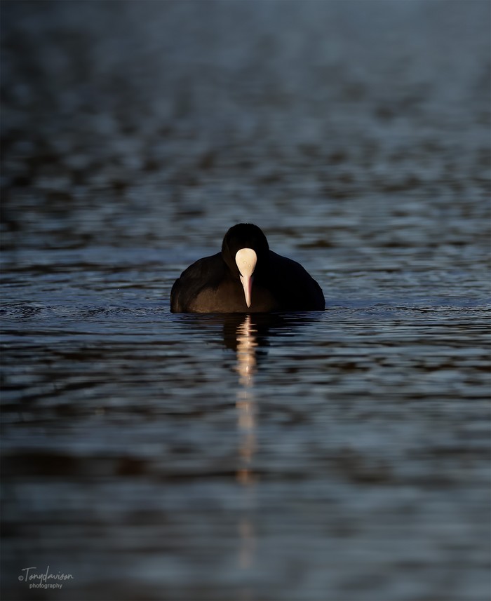 Coot