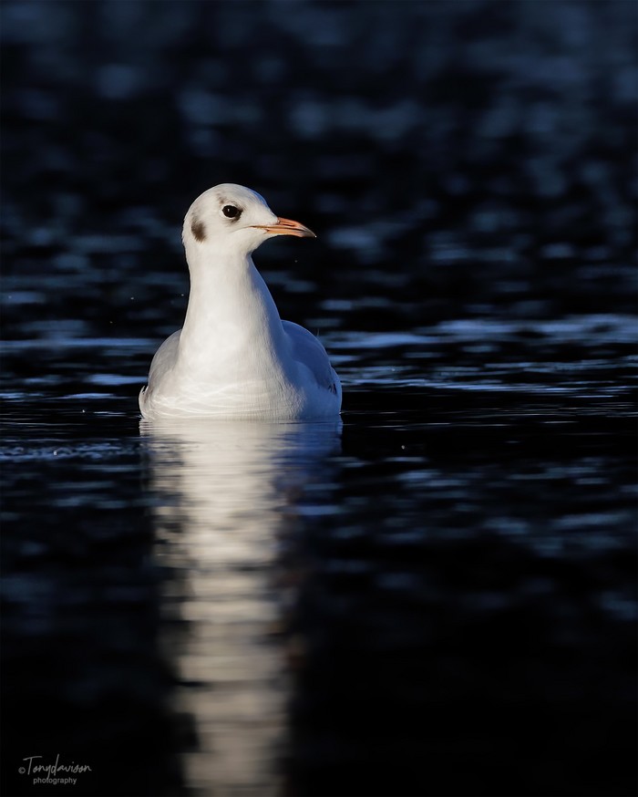 Black-headed Gull