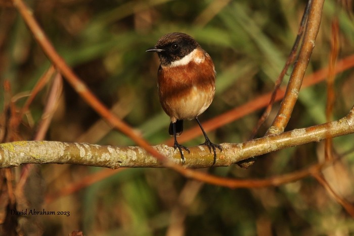 Stonechat 