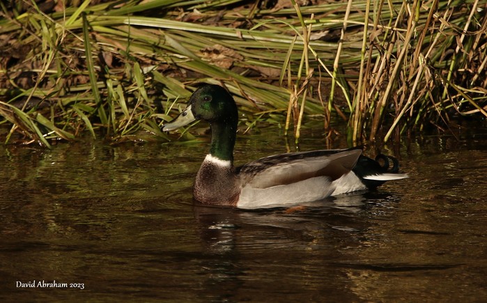 Mallard 