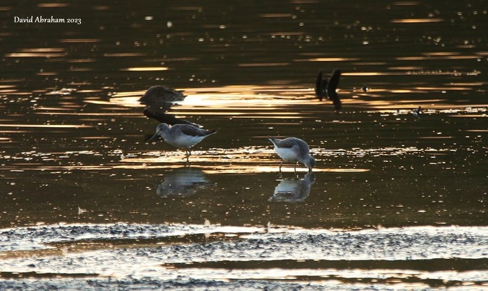 Greenshank