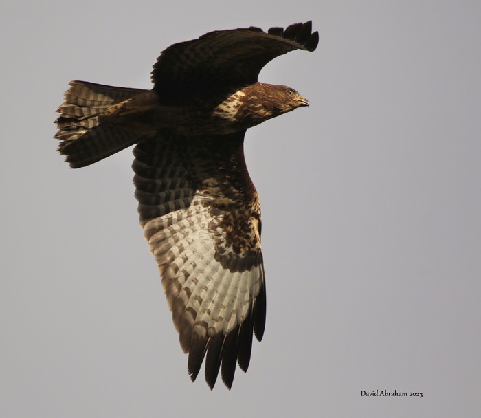 Buzzard