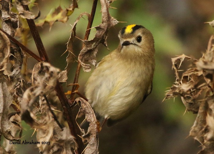 Goldcrest 