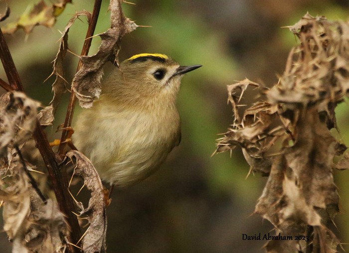Goldcrest 