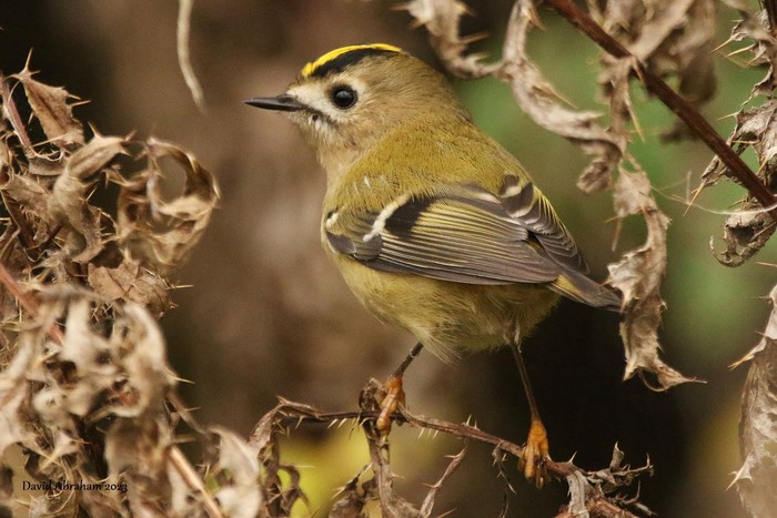 Goldcrest 