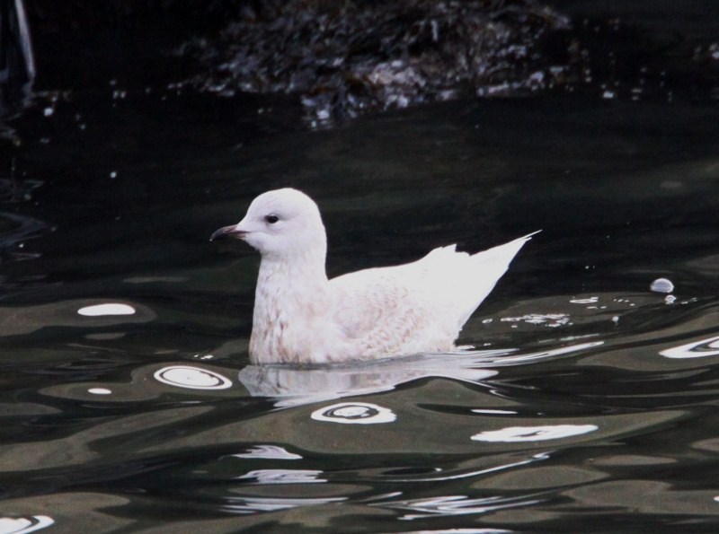 Iceland Gull