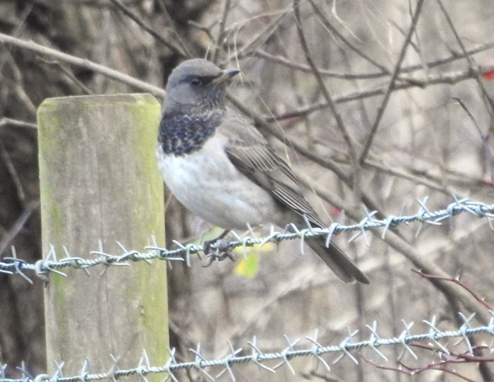 Black-throated Thrush
