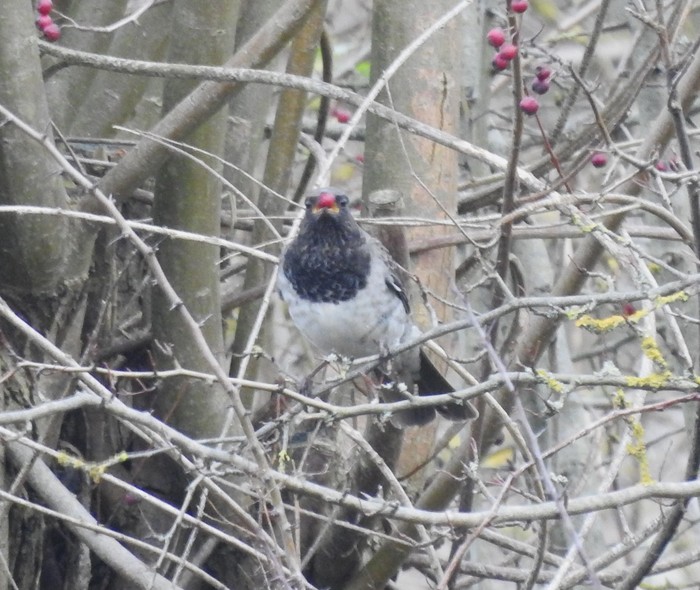 Black-throated Thrush