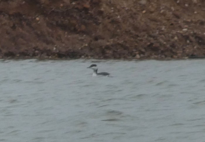 Slavonian Grebe