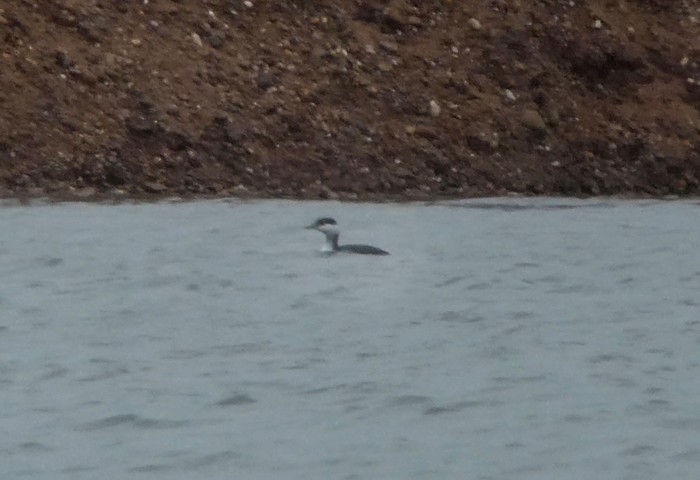 Slavonian Grebe