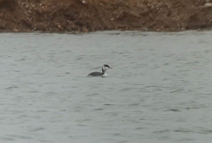 Slavonian Grebe