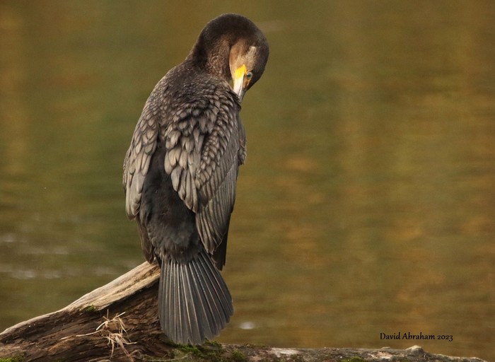 Cormorant 