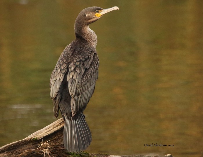 Cormorant 