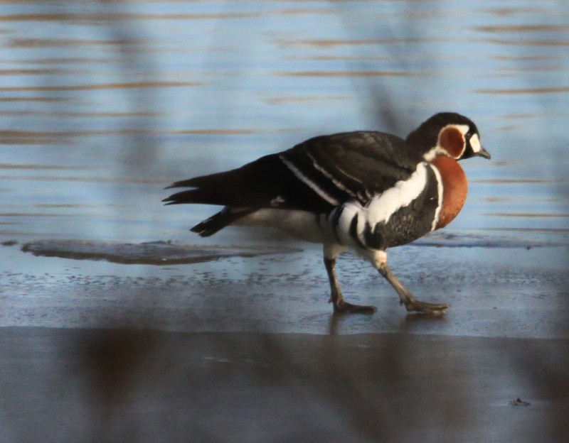 Red-breasted Goose