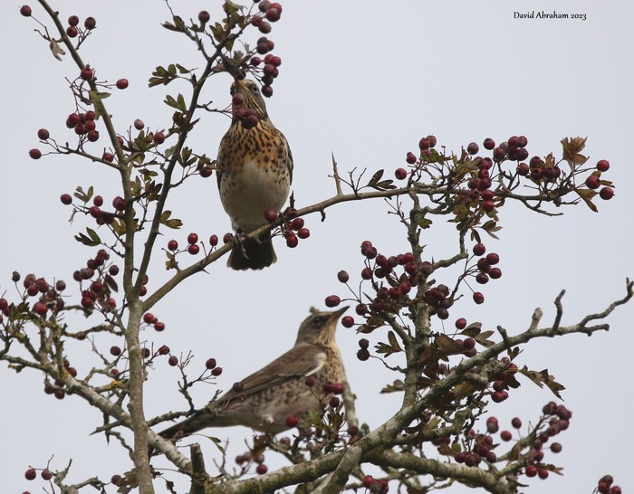 Fieldfare 