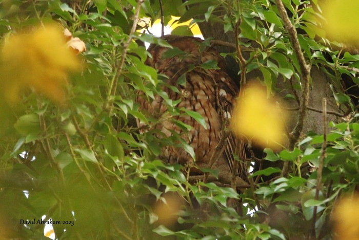 Tawny Owl 