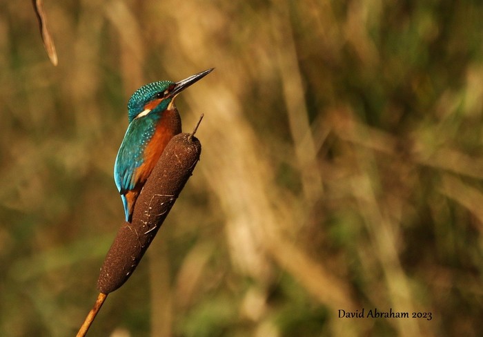 Kingfisher 