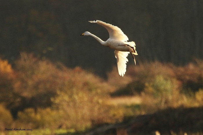 Whooper Swan