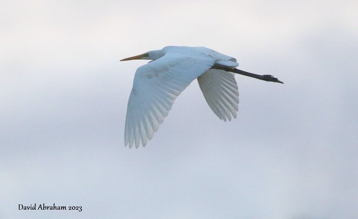 Great White Egret