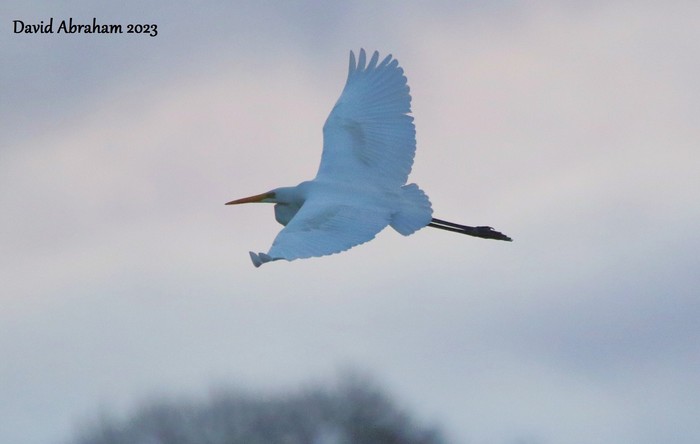 Great White Egret 