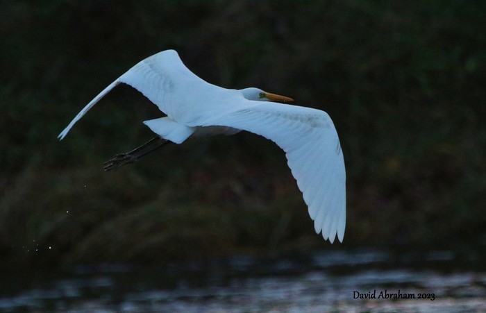 Great White Egret 