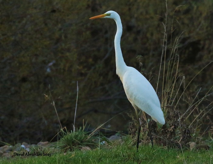 Great White Egret 