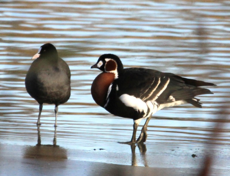 Red-breasted Goose