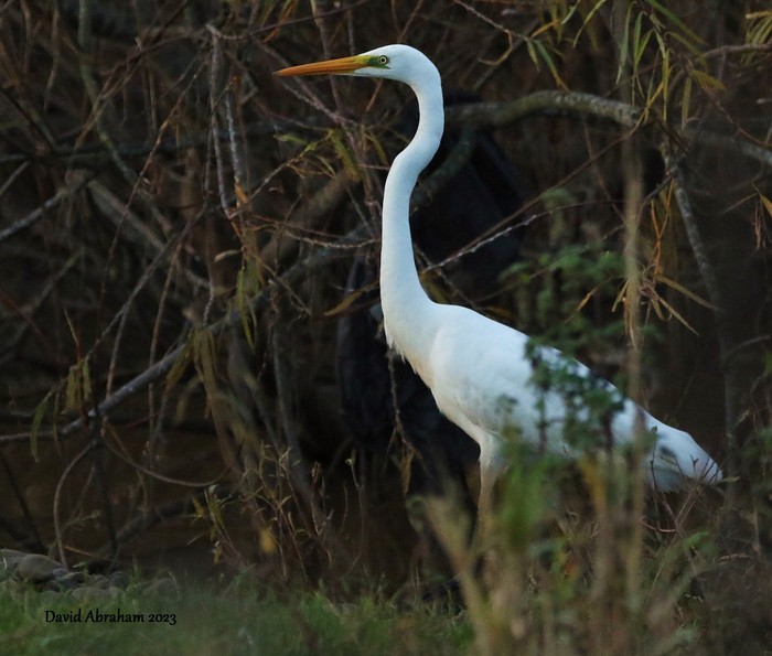 Great White Egret 