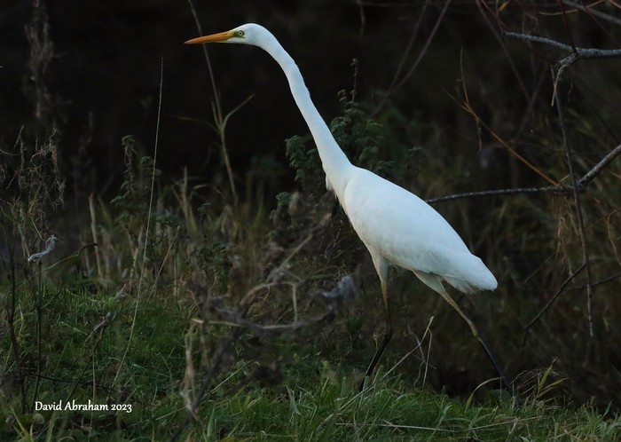Great White Egret 