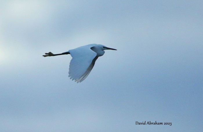 Little Egret 