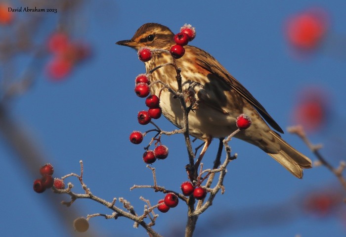 Redwing 
