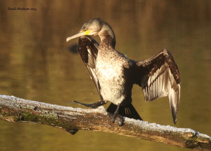 Cormorant 