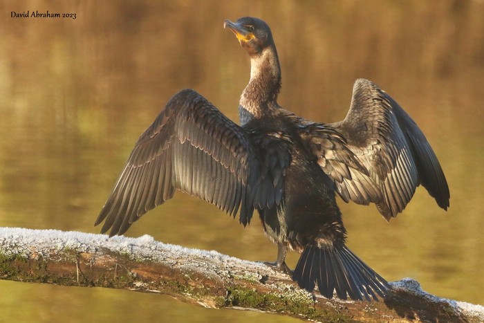 Cormorant 