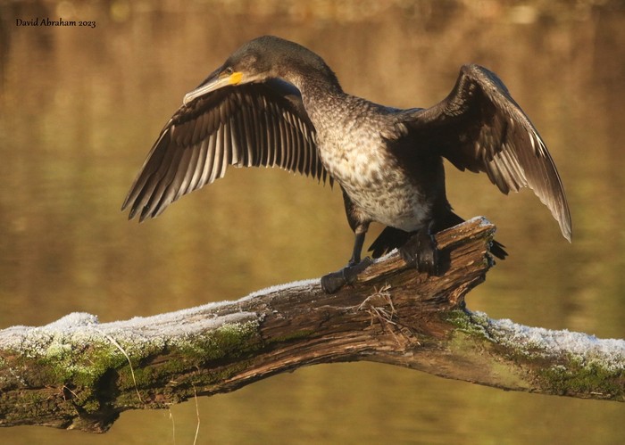 Cormorant 